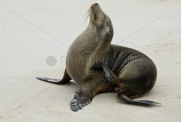 Lion de mer des Galapagos se grattant Santa Fé
