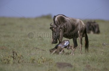 Jeune Gnou à queue noire se redressant après la naissance