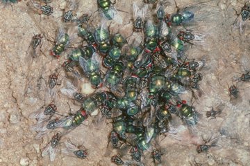 Eating cluster of green flies of the remainders floor