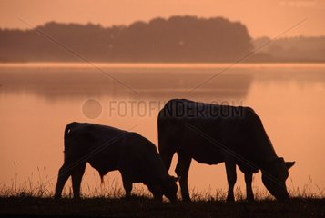 Charolaise et son veau au bord d'un étang au crépuscule