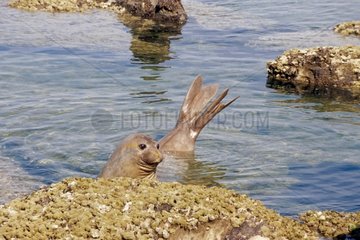 Eléphant de mer femelle en eau calme Péninsule de Valdes