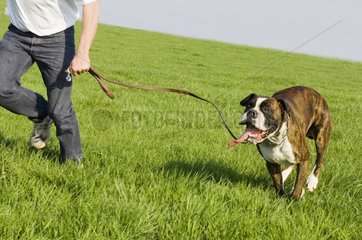 Boxer running in a meadow with its master France