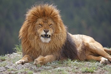 Barbary lion lying in the grass