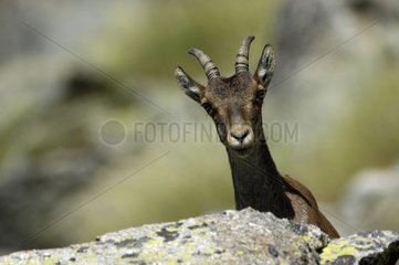 Spanish Ibex female Sierra of Gredos Spain