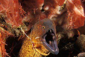 Yellowmargin Moray Eel cleaned by Cleaner shrimp Bali