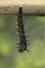 Camberwell Beauty caterpillar preparing for the chrysalis