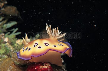 Colorful Nudibranch French Polynesia