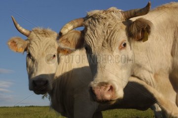 Charolaise Kühe in Lozère Frankreich