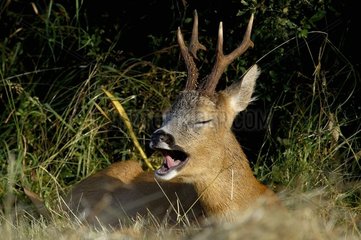Yearling male deer yawning in the sun Vosges France 2004