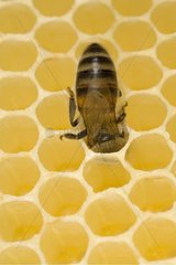 Biene baut einen neuen Kamm in einem Bienenstock Frankreich