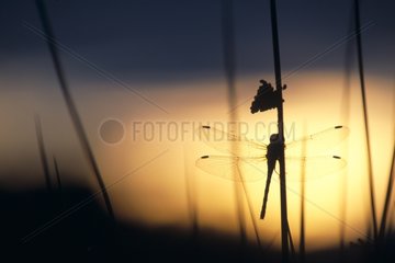 Dragonfly backlighting against a twilight sky Jura
