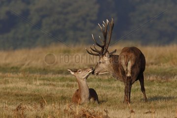 Couple Red deer flirting Great Britain