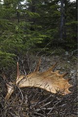 Antlers lost by an Elk in Gaspésie NP Quebec Canada