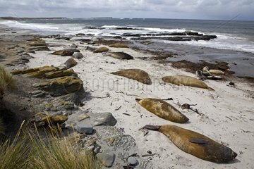 Northern Elephant Seals resting in Falkland Islands