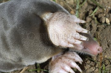 Details of legs and snout of a young Mole France