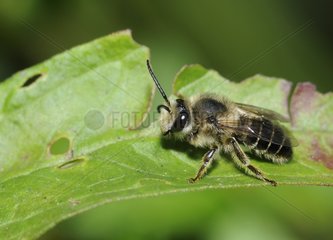 Solitary Bee male on a leaf - Vosges du Nord France