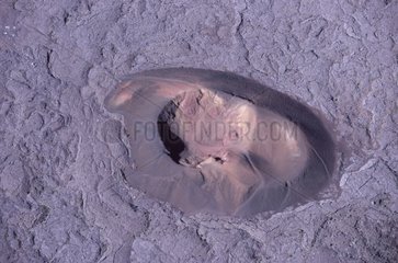 Formaléo -Krater des Piton des Fournaise -Vulkans