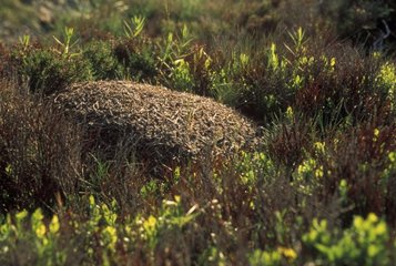 Fourmilière de fourmis rousses Asturies Espagne