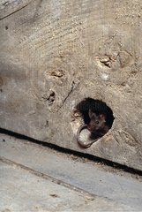Common house mouse at the mouth of a gallery in an attic