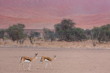 Springbok (Antidorcas marsupialis)  Namib Naukluft National Park  Namibia  Africa