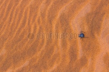Long-legged darkling beetle (Stenocara dentata)  Namib Naukluft National Park  Namibia  Africa