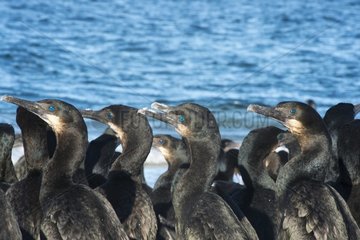 Brandt's cormorants (Phalacrocorax penicilliatus) Baja California Mexico.