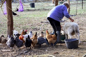 Frauen  die Essen in einem Bauernhof Frankreich geben