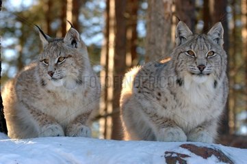 Female boreal Lynx and its small Area of Orsa in Sweden