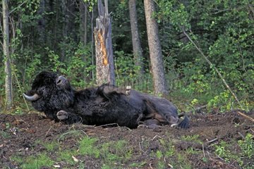 Bison des bois se roulant dans la terre BC Canada