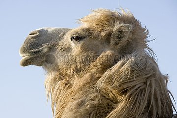 Bactrian Camel in der Steppe des westlichen Kasachstans