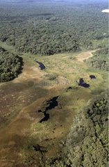Air shot of the Yiyi marsh French Guiana
