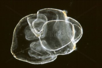 Planktonique larva of marine Annelide at the Tornaria stage