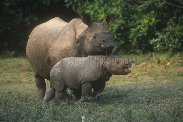 Weibische indische Nashorn -Nashorn -Rhinoceros beim Ohr ihres Jüngeren beißt