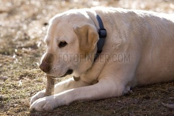Vieille chienne Labrador mordillant un bout de bois