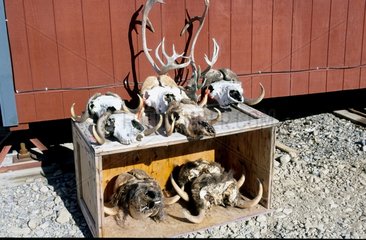 Crânes de Boeuf musqué et de Caribou à vendre au village