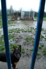 German shepherd placed outside the kennels for lack of place