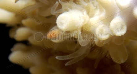 Coral polyps eating a larva Copepod French Polynesia