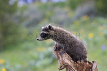Young Raccoon playing on a stump Montana USA