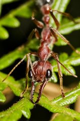 A large Bull Ant (Myrmecia sp)  Australia