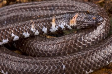 Red-tailed pipe snake (Cylindrophis ruffus)  Thailand