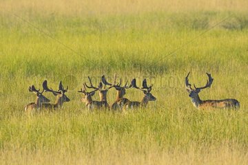 Herd of Fallow Deers (Cervus dama) in Summer  Hesse  Germany  Europe