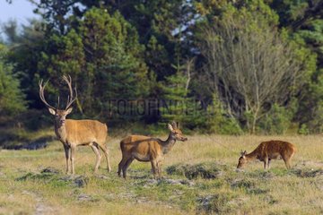 Deer and Hind with calf (Cervus elaphus) in autumn  Schleswig-Holstein  Germany  Europe