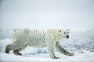 Polar Bear (Ursus maritimus) leaping between melting sea icebergs near Harbour Islands  Repulse Bay  Nunavut Territory  Canada