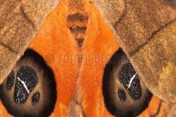 Details of Butterfly wings - Kaw mountain - French Guiana