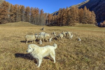Pyrenean Mountain Dog protecting his flock of sheep and lambs   Averolle ( Bessans )   Haute Maurienne   Alps  France