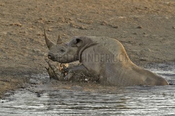 Coming to drink it Black Rhino who stumbled into a cavity and tipped into the water point trying to escape.