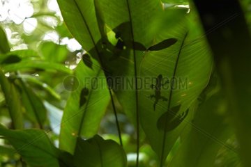 Turnip-tailed Gecko (Thecadactylus rapicauda) under a leaf - Matiti - French Guiana