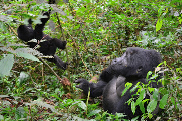 Mountain gorilla and young in undergrowth - Bwindi Uganda