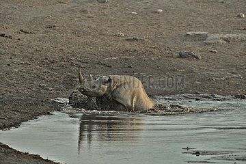 Coming to drink it Black Rhino who stumbled into a cavity and tipped into the water point trying to escape.
