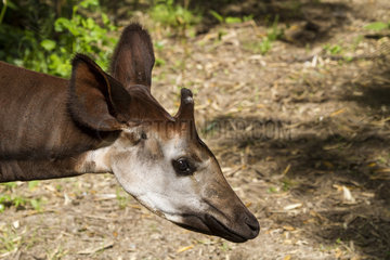 Portrait of Okapi
